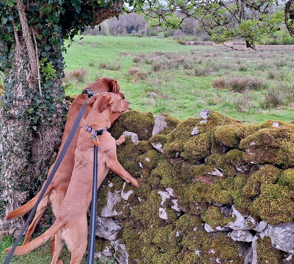 two dogs belonging to a jeweller